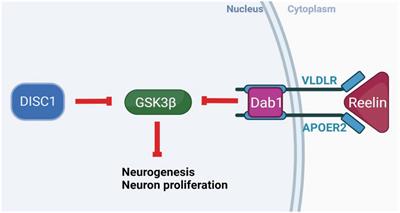 DISC1 and reelin interact to alter cognition, inhibition, and neurogenesis in a novel mouse model of schizophrenia